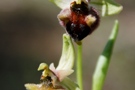 Ophrys levantina x elegans